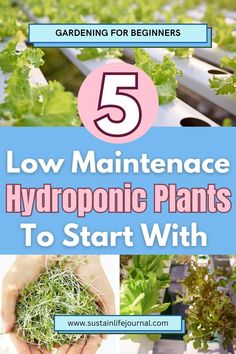 microgreens and salad greens growing in an outdoor hydroponic system Herb Garden Hydroponic, Backyard Hydroponic Garden, Hydroponics For Beginners, Best Plants For Hydroponics, Micro Greens Growing Indoors Setup, Hydroponic Indoor Plants, Diy Hydroponic Garden Indoor, Hydroponic Gardening Indoor, Hydroponics Diy Indoor