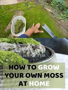 HOW TO GROW YOUR OWN MOSS AT HOMEA DIY GARDENING GUIDE How To Grow Moss, Gardening For Dummies, Bonsai Tree Care, Gardening Guide, Diy Gardening