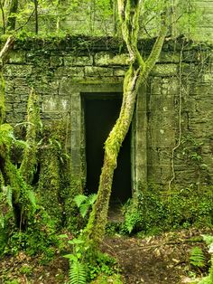 an old stone building with moss growing on it's walls and trees in the foreground