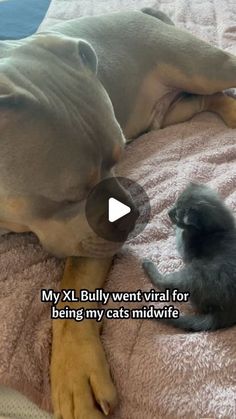 a dog laying on top of a bed next to a small black and gray kitten