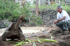 a man kneeling down next to a tortoise