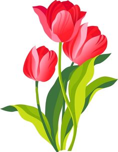 three red flowers with green leaves on a white background