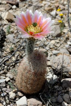 a pink and white flower sitting on top of a rocky ground