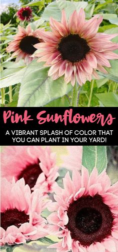 pink sunflowers with text overlay that reads, pink sunflowers a vibrant splash of color that you can plant in your yard