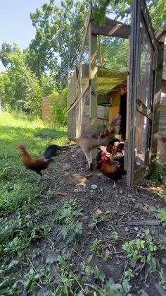 two chickens are outside in the grass near a chicken coop and some trees with leaves on it