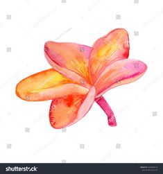 an orange flower with pink petals on a white background