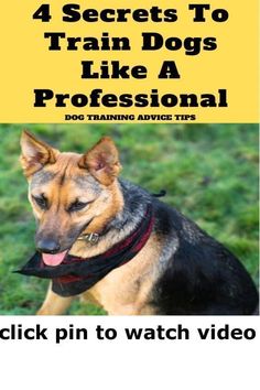 a dog with the title 4 secrets to train dogs like a professional click pin to watch video