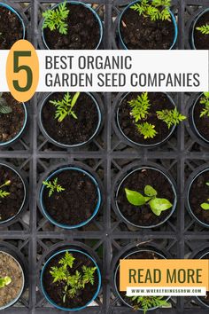 5 Best Organic Garden Seed Companies Seed Companies, Easy Vegetables To Grow, Food Insecurity, Organic Garden, Seed Company, Organic Produce, Sustainable Food