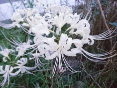 white flowers are blooming in the grass