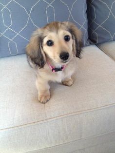 a small dog sitting on top of a couch next to a blue and white pillow