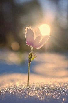 a small pink flower sitting on top of snow covered ground with the sun shining behind it