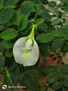 a white flower with green leaves in the background