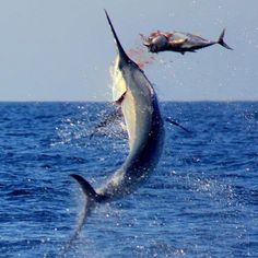 a fish is jumping out of the water