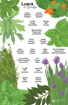 the different types of plants and their names