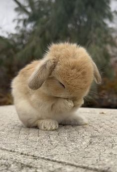 a small rabbit sitting on top of a cement slab