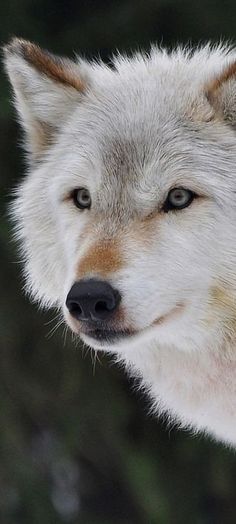 a close up of a white wolf with blue eyes