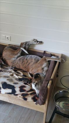 two dogs laying on top of a dog bed