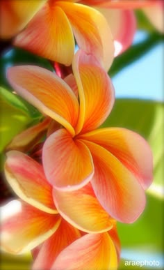 an orange and yellow flower with green leaves