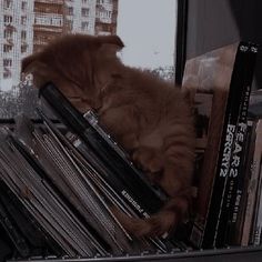 an orange cat sleeping on top of a stack of records in front of a window