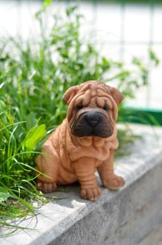 a small brown dog sitting on top of a cement block next to green grass and plants