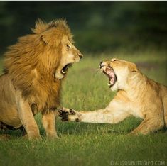 two lions playing with each other in the grass