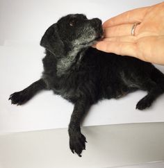 a hand holding a small black dog on top of a white table next to it's head