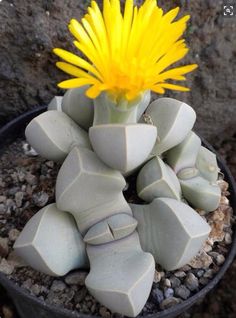 two pictures of yellow flowers growing out of rocks in a pot with gravel on the ground