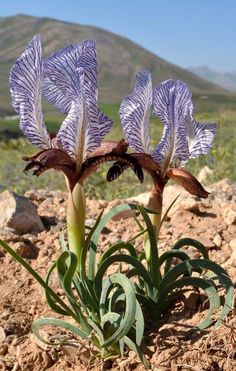 two purple flowers in the middle of a rocky area with mountains in the background and blue sky above