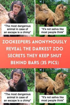 four different pictures of monkeys with captions in english and chinese, including one saying zookeepers anonymous reveal the darkest zoo secrets they keep shut behind bars 5 pics