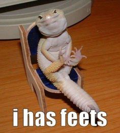 a gecko sitting on top of a blue chair with the caption i has feet