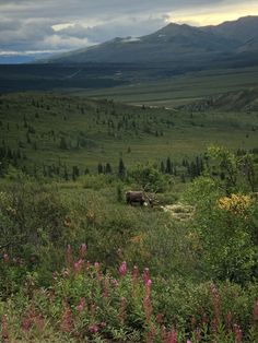 an animal standing in the middle of a lush green field with mountains in the background