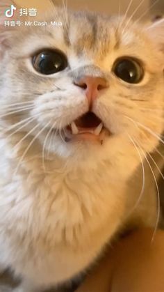 a cat with it's mouth open showing teeth