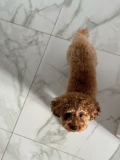 a brown dog standing on top of a white tile floor