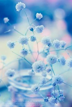 small white flowers in a glass vase on a table with blurry blue and pink background