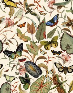 an image of butterflies and leaves on a white background