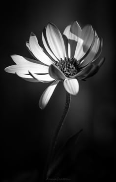 a black and white photo of a flower