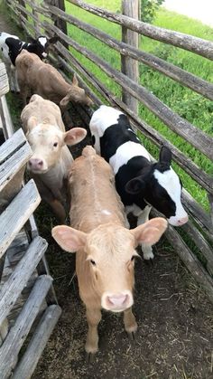 several cows are lined up behind a wooden fence