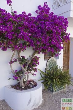 a potted plant with purple flowers in it