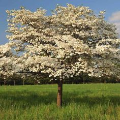 a tree with white flowers in the middle of a field