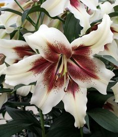 white and red flowers with green leaves in the background