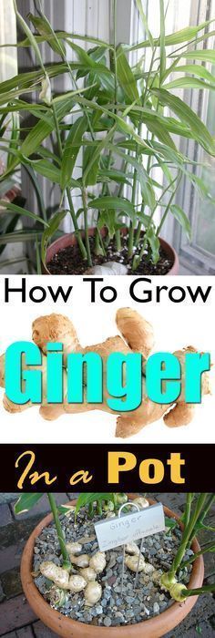 how to grow ginger in a pot with text overlay that reads, how to grow ginger in a pot