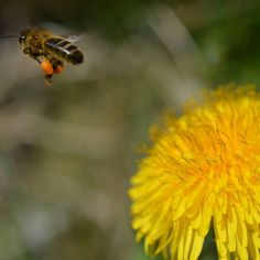 a bee flying towards a yellow dandelion flower