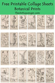 the free printable collage sheets for botanical prints