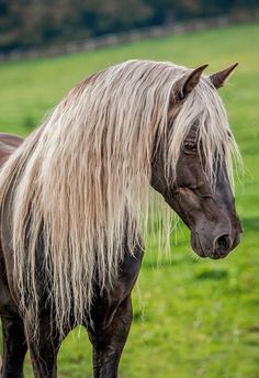 a brown and white horse standing on top of a lush green field