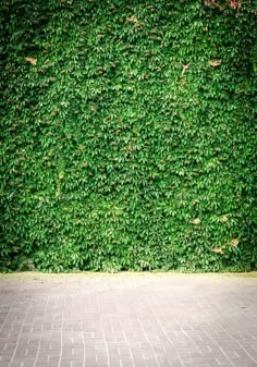 a red fire hydrant sitting in front of a green wall covered in ivys