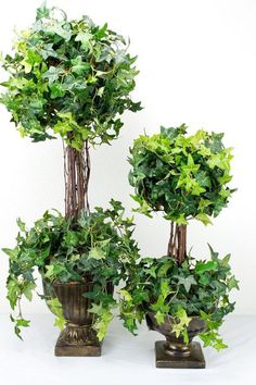 three potted plants with green leaves on them are arranged in the shape of trees