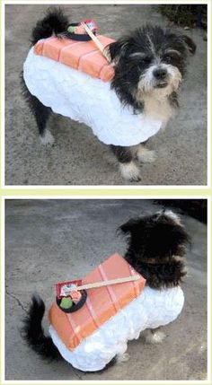 three pictures of a dog wearing a sushi costume with chopsticks in it