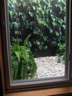 a window that has some plants in it and gravel on the ground below, behind which is a green leafy plant