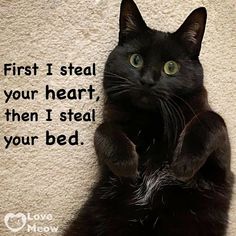 a black cat sitting on its hind legs with the caption first i steal your heart, then i steal your bed