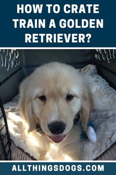 a dog laying in its crate with the words how to crate train a golden retriever?